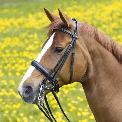 Produktbild von Kieffer Kandarenzaum ERGONOMIC LINE II, Farbe:schwarz / schwarz unterlegt, Größe:Warmblut