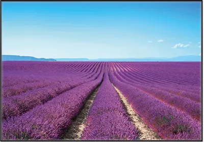 Produktbild von Wallario Wandbild Lavendelfeld unter blauem Himmel, Größe: 70,30 x 100,30 cm, Poster mit schwarzem Aluminiumrahmen