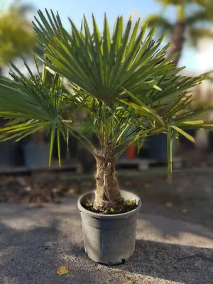 Produktbild von Hanfpalme Trachycarpus Fortunei Winterharte Palme Stamm ca. 40-50 cm Höhe ca. 120 - 150 cm