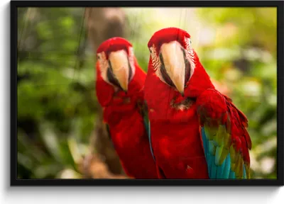 Produktbild von MuchoWow® MuchoWow® Gerahmtes Poster Papageien - Vögel - Dschungel 90x60 cm - Poster mit zchwarzem Bilderrahmen - Fotorahmen - Foto-Plakat