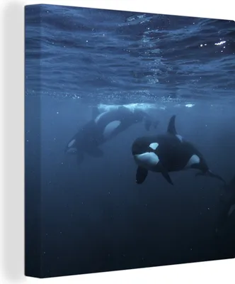 Produktbild von MuchoWow® - Leinwandbilder - Orcas unter Wasser, Wandbild, Wanddeko Bilder Wohnzimmer, 90x90 cm
