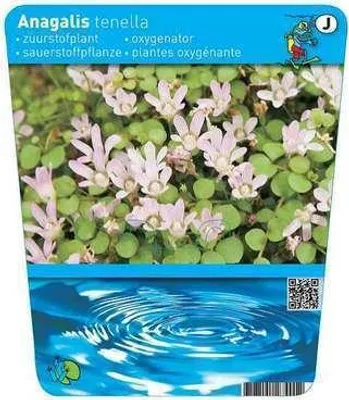 Produktbild von 6 x  Anagallis tenella - Floraya  - Topf 11 x 11 cm