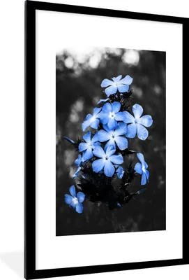 Produktbild von MuchoWow® MuchoWow® Gerahmtes Poster Blumen - Schwarz - Weiß - Blau 60x90 cm - Poster mit zchwarzem Bilderrahmen - Dekoration - Wandposter Wohnzimmer - Hochwertig