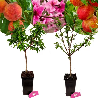 Obrázok produktu pre Sada 2 trpasličích ovocných stromčekov - 1 broskyňa, 1 nektarinka - exotické - výška 60 cm - 3-litrový kvetináč - Mix A