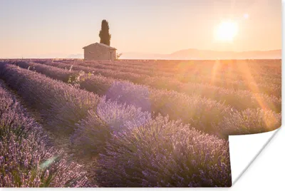 Produktbild von MuchoWow® Poster Sonnenaufgang über einem Lavendelfeld 120x80 cm - Bilder