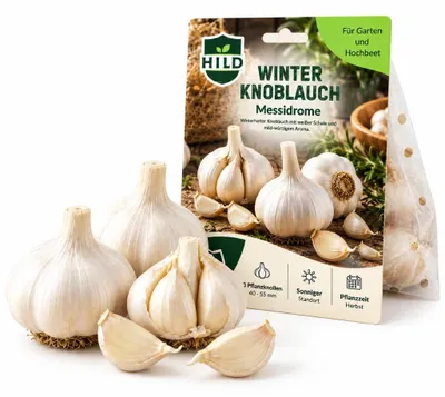 Produktbild von HILD Winterknoblauch Messidrome Allium sativum 3 Stück