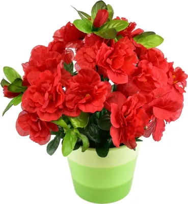 Image de Azalée rouge en pot céramique 25×25 cm