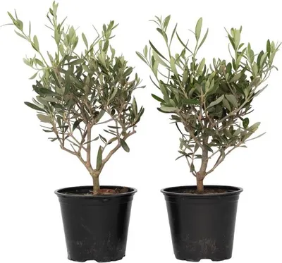 Produktbild von Olivenstrauch - 2 Stk - Olea europaea - Höhe 25-40cm - ⌀14cm