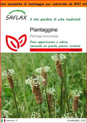 Immagine prodotto di SAFLAX Garden in the bag - Piantaggine - 100 semi - Plantago