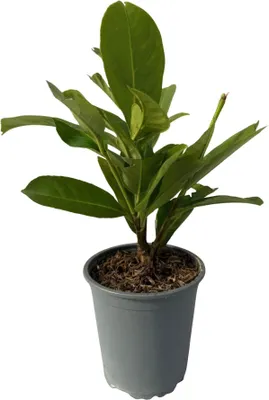 Immagine prodotto di Alloro ciliegio (Prunus laurocerasus Rotundifolia) – Piante da siepe sempreverdi – 8 piante – 1 m – 9 cm, altezza 30-35 cm – Verde – Facile da curare
