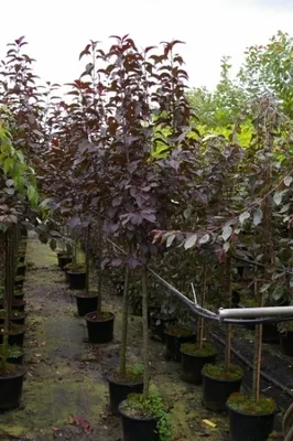 Produktbild von Malus Royalty Stamm - Zierapfel - 120
