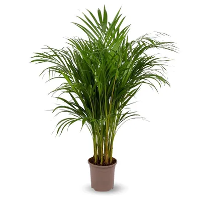 Image de Areca - dypsis lutescens - palmier d'intérieur - ↕ 100-110 cm - ⌀ 19 cm - purificateur d'air