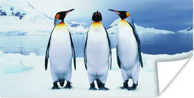 Produktbild von MuchoWow® Poster Drei Pinguine Porträt 40x20 cm - Poster für die Wand - Poster Schlafzimmer