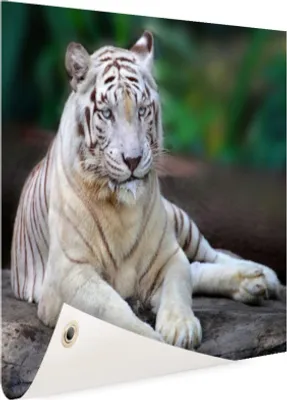 Produktbild von Gartenposter - 120x80 cm - Weißer Tiger  - Modernes Wandbilder - Wilde Tierposter