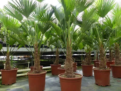 Produktbild von Palme winterhart 150 - 180 cm Trachycarpus Wagnerianus Wagner Hanfpalme,