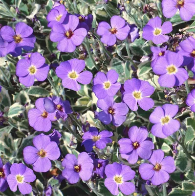 Produktbild von Aubrieta x cult. 'Dr Mules Variegated', Blaukissen, ca. 9x9 cm Topf
