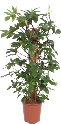 Produktbild von Baumfreund Philodendron Pedatum Zimmerpflanze Ø27cm 130cm Pflegeleicht Deko