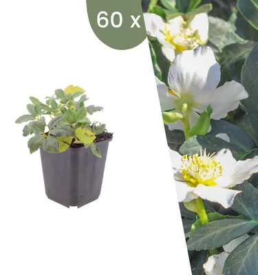 Produktbild von Plants by Frank | 60 Christrose Pflanzen | Helleborus Niger | Stauden | Winterhart | Mehrjährig | Gartenpflanzen