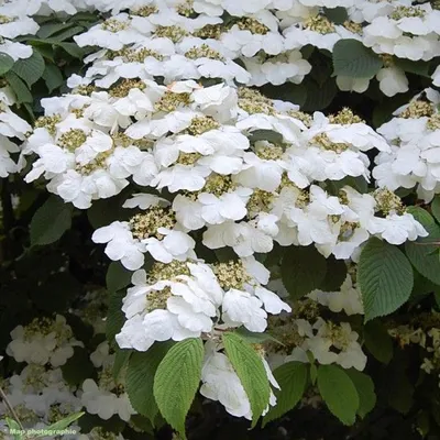 Obrázok produktu pre Japonská guľôčka  - Viburnum plicatum 'Lanarth'  | 60-80 cm v kontajneri