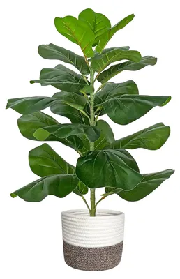 Image de Ficus artificiel, 78 cm de haut, plante artificielle dans un pot tressé, arbre artificiel, plante artificielle pour le salon, la chambre à coucher, le bureau, la décoration de jardin