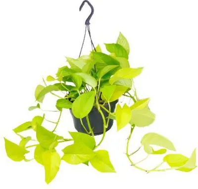 Produktbild von Efeutute Epipremnum Golden Pothos Ø15cm 25cm hängende Zimmerpflanze