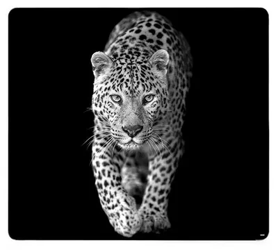Produktbild von KESPER Multi-Glasschneideplatte "Leopard" 115242 4000270365836