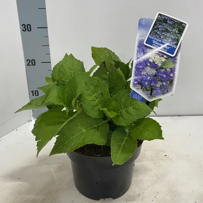 Produktbild von Hydrangea macr. 'Blaumeise' (Teller Blue) - Hortensie | 20-25 cm im Topf