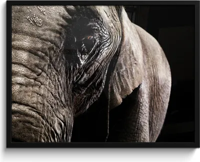 Produktbild von MuchoWow® MuchoWow® Gerahmtes Poster Elefant - Tiere - Nahaufnahme - Schwarz 80x60 cm - Poster mit zchwarzem Bilderrahmen - Schwarzem - Mit Gestell