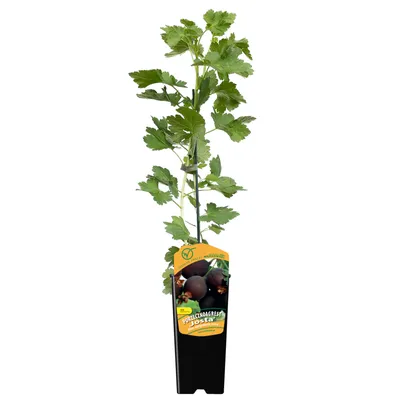 Obrázek produktu pro Josta (Ribes x nidigrolaria) 2L