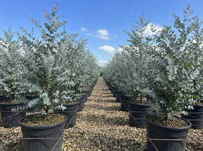 Produktbild von Sunny Tree - Eucalyptus gunnii 'Azura' 90 cm - Winterhart