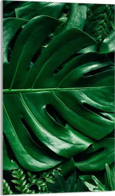 Produktbild von Glasschneidebrett 30x52 Monstera