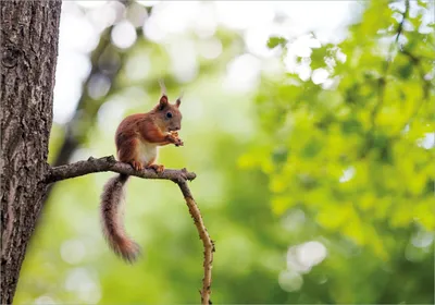 Produktbild von Wallario Poster - Eichhörnchen auf einem Ast, Kunstdruck Größe: 70 x 100 cm