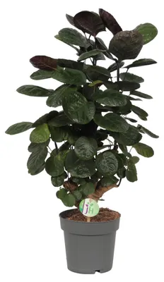 Immagine prodotto di Polyscias Scutellaria Fabian - 50-60cm - Ø19cm - Pianta d'appartamento - Sempreverde