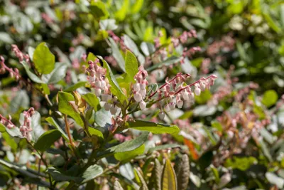 Produktbild von Vaccinium nummularia, immergrün, 15–20 cm