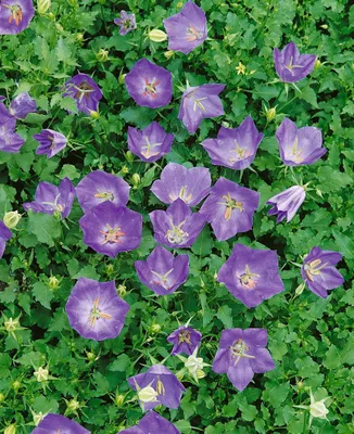 Produktbild von Campanula carpatica 'Blaue Clips', Glockenblume, blau, ca. 9x9 cm Topf