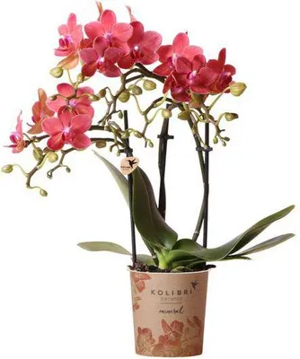Obrázok produktu pre Červená orchidea Phalaenopsis Kongo – kvitnúca izbová rastlina, Ø 9 cm, 2–3 silné stonky