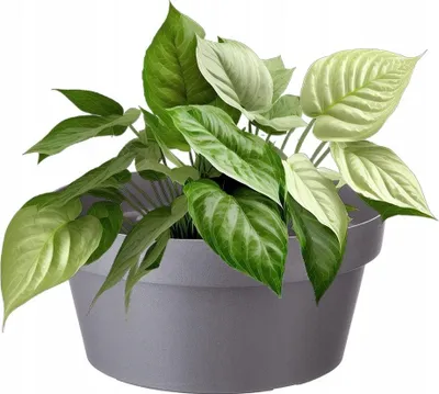 Immagine prodotto di Vaso di plastica grigio Verdenia 30 cm x 30 x 14 cm