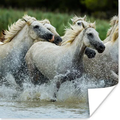 Produktbild von MuchoWow® Poster Pferde - Wasser - Natur 75x75 cm - Wand Dekoration