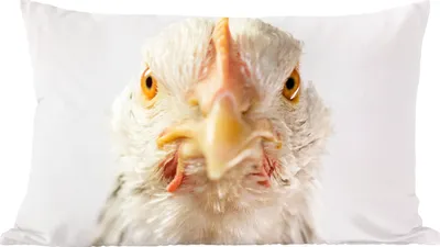 Produktbild von MuchoWow® Zierkissen Sofakissen Wohnzimmer Dekokissen 50x30 cm Huhn - Vogel - Schnabel - Wohnzimmerdekoration - Polster mit Photo
