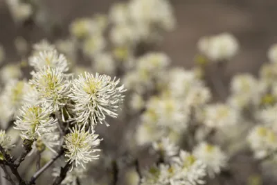 Produktbild von Fothergilla major, Federbuschstrauch, 30–40 cm
