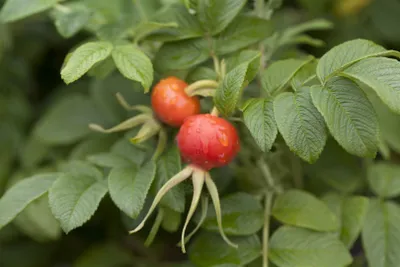 Produktbild von Rosa rugosa, Apfelrose, pink, 30–40 cm