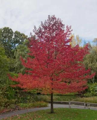 Produktbild von Liquidambar styraciflua, Amberbaum, Höhe 100 cm, 1,5-Liter-Topf