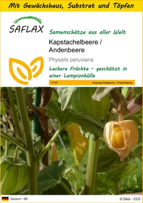 Produktbild von SAFLAX Anzucht Set - Kapstachelbeere / Andenbeere - Physalis peruviana - 100 Samen - Mit Mini-Gewächshaus, Anzuchtsubstrat und 2 Töpfen