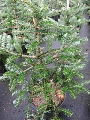 Produktbild von Koreatanne Kimyona - Abies koreana - 40-60cm