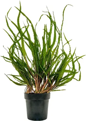 Produktbild von Mutterpflanze Aquariumpflanze Cryptocoryne Balansae Nr.309B XL Pflanzen AquaOne