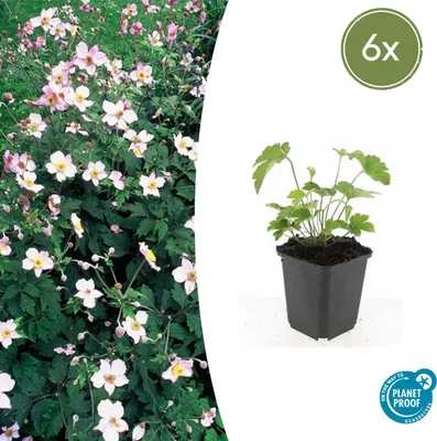 Produktbild von Zierstaude - Herbst-Anemone - Anemone tomentosa 'Robustissima' - 9cm Topf - Set mit 6 Pflanzen