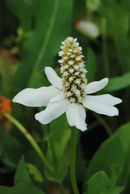 Produktbild von Yerba mansa, im Topf - Anemopsis californica