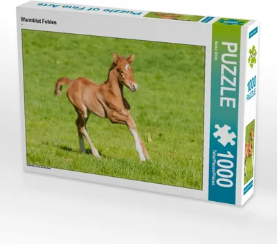 Produktbild von CALVENDO Puzzle Warmblut Fohlen | 1000 Teile Lege-Größe 64x48cm Foto-Puzzle für glückliche Stunden