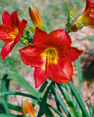 Produktbild von Taglilie Christmas Is, im Topf - Hemerocallis x cult.