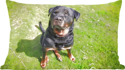 Produktbild von MuchoWow® Zierkissen Sofakissen Wohnzimmer Dekokissen 50x30 cm Rottweiler schaut seinen Besitzer an - Wohnzimmerdekoration - Polster mit Photo